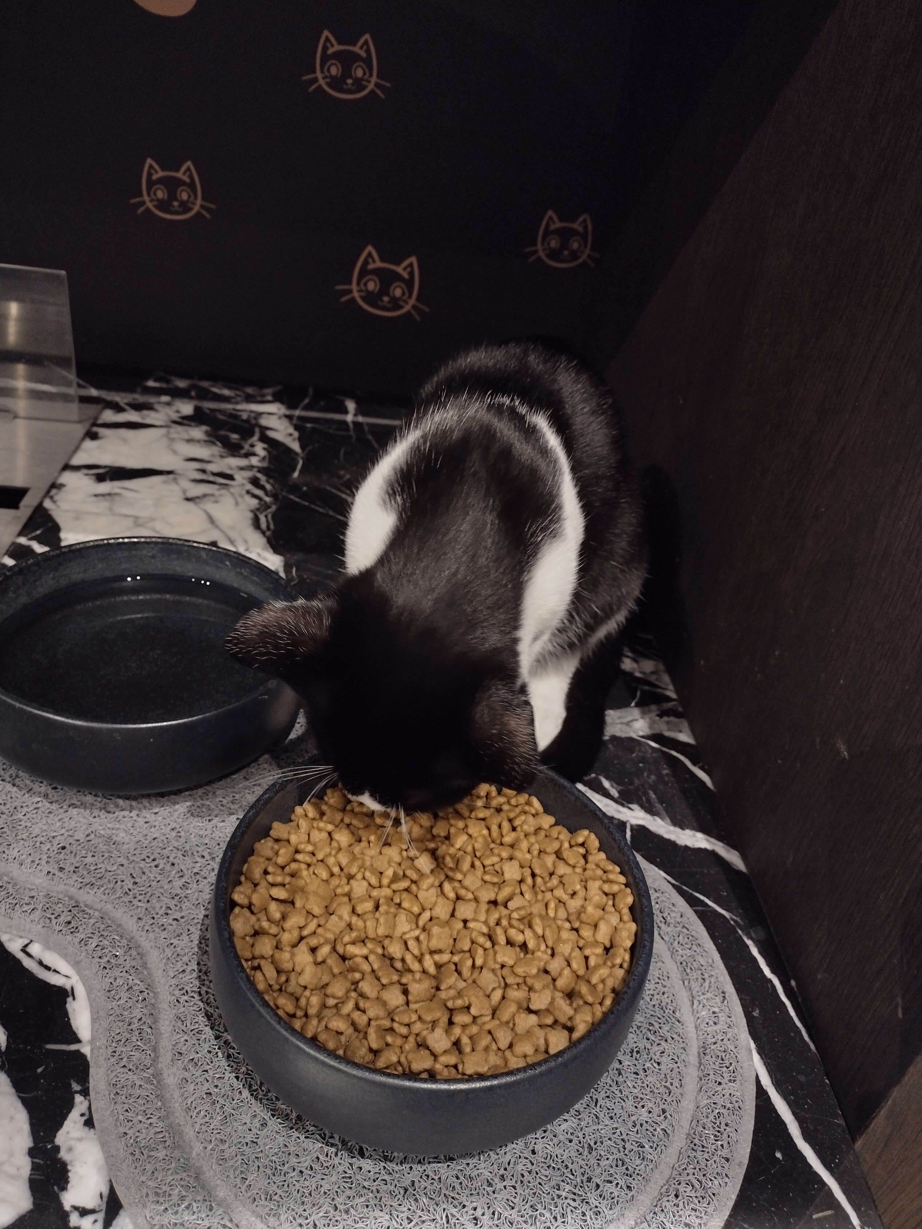 Java Whiskers kitten