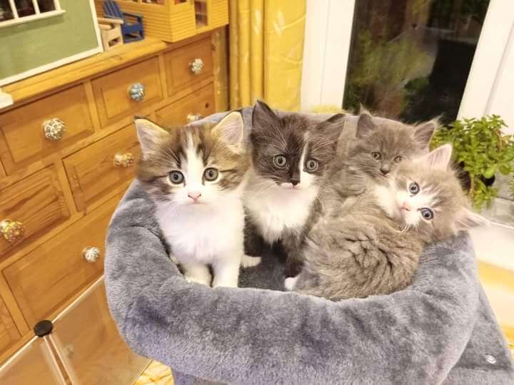 4 Kittens