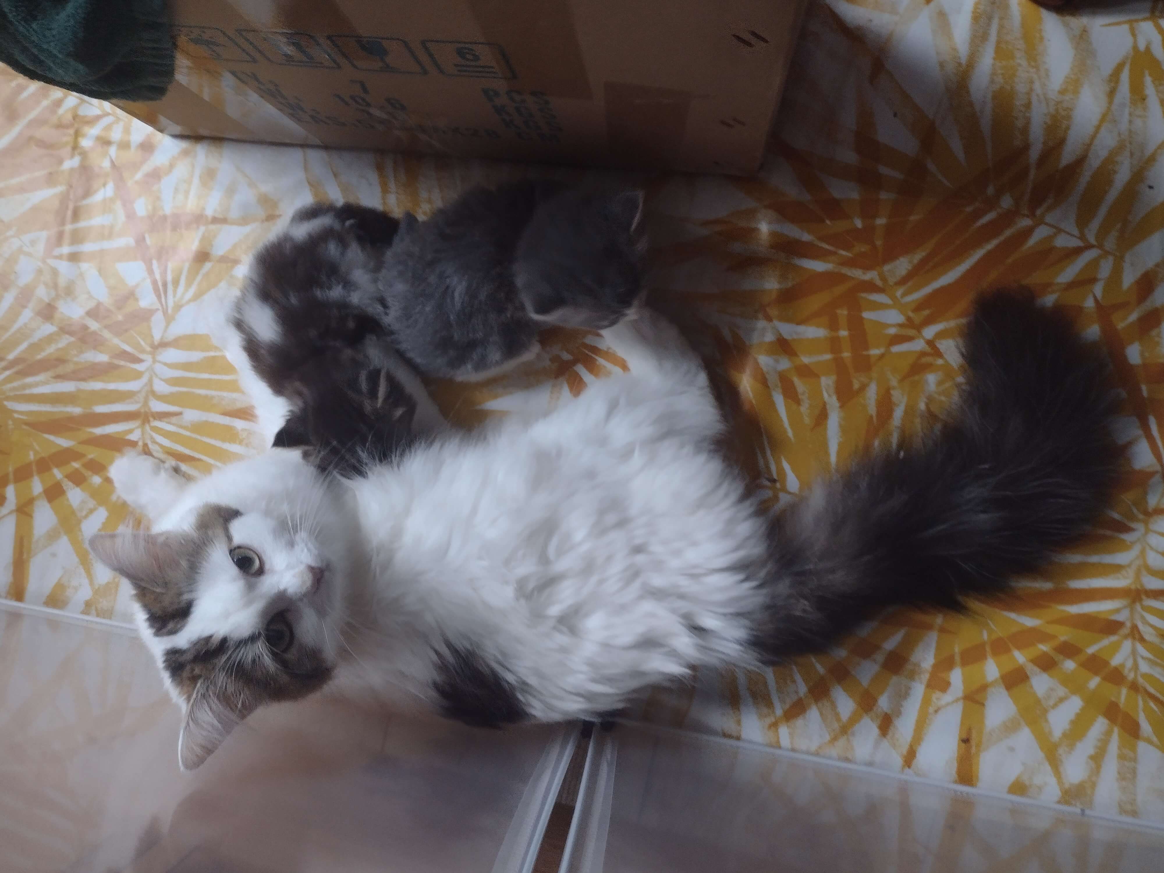 Sparkles and kittens